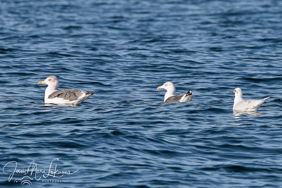 Lesser Black-backed Gull - ML611311091