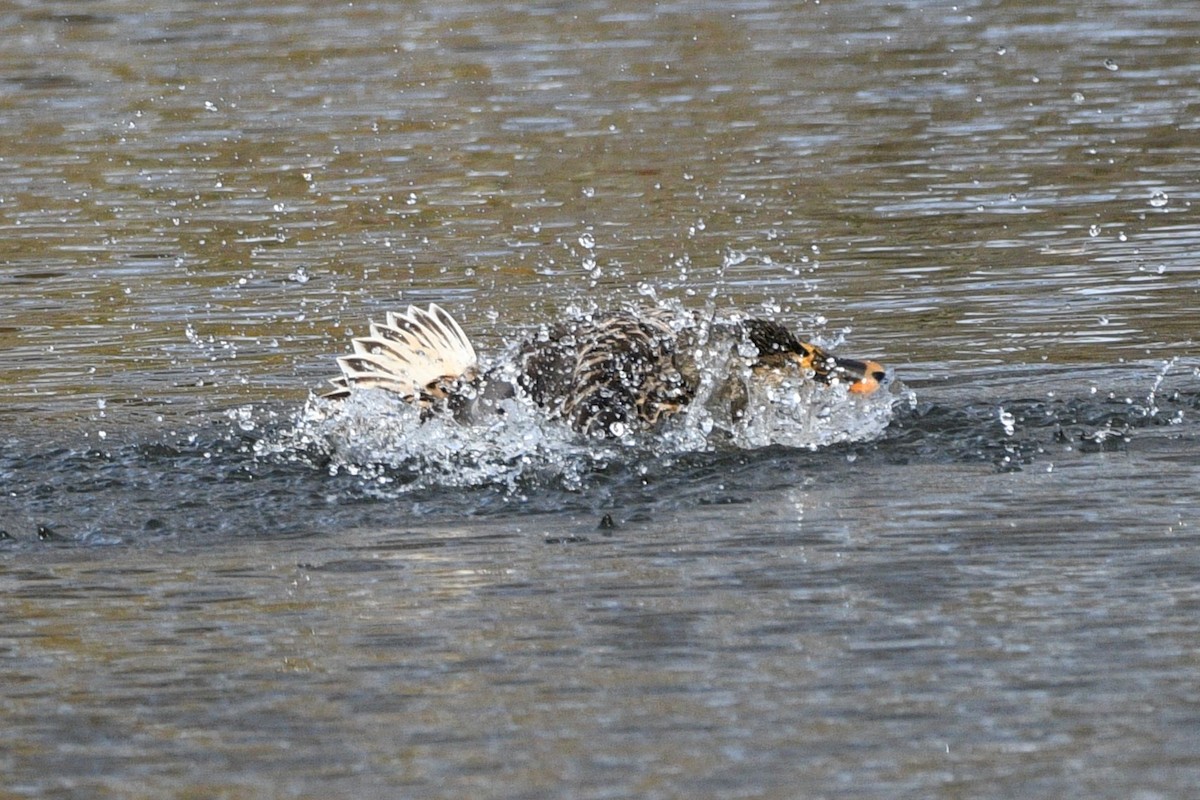 Canard colvert - ML611311093