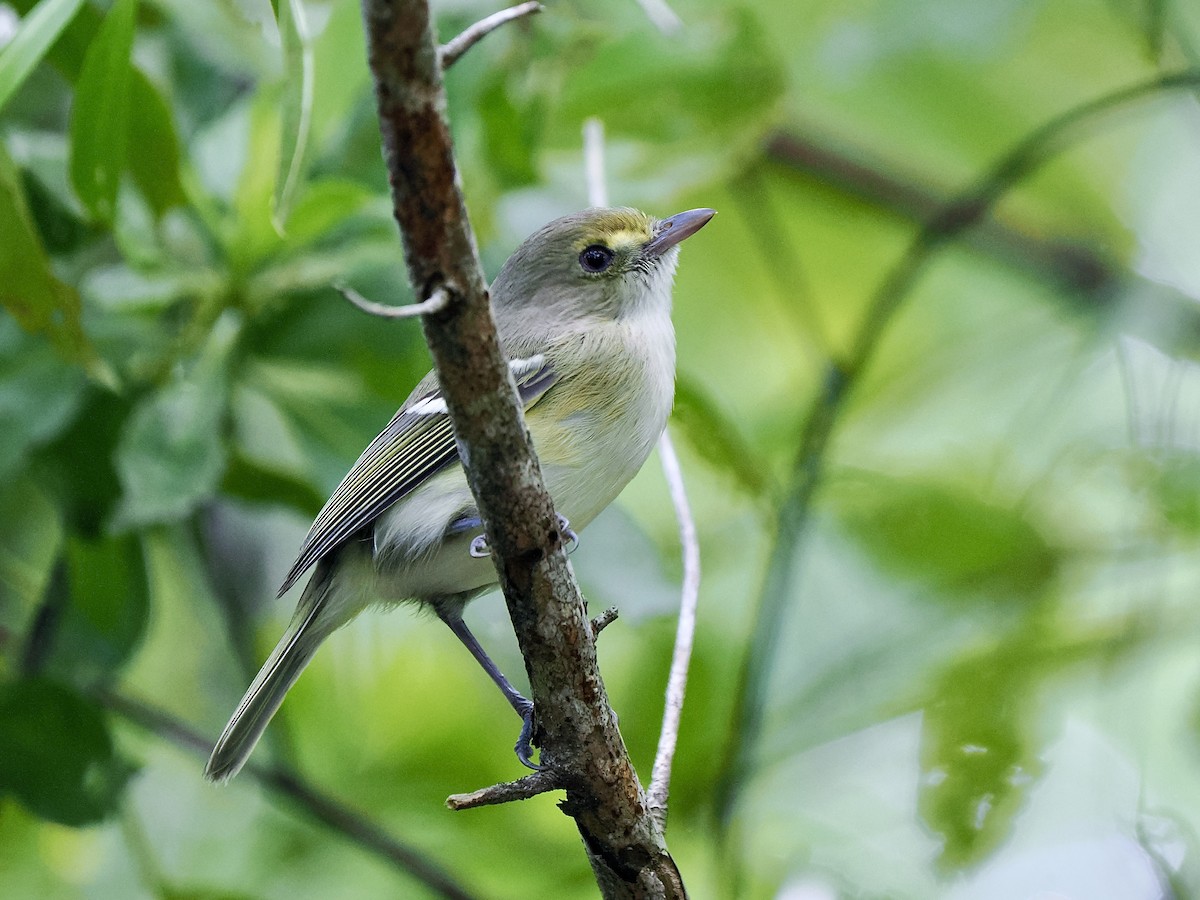 San Andres Vireo - ML611311106