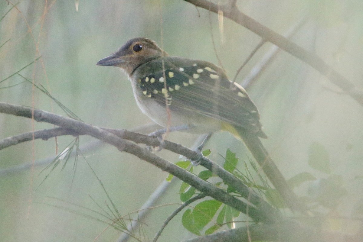 Eastern Nicator - Magdalena Jędro