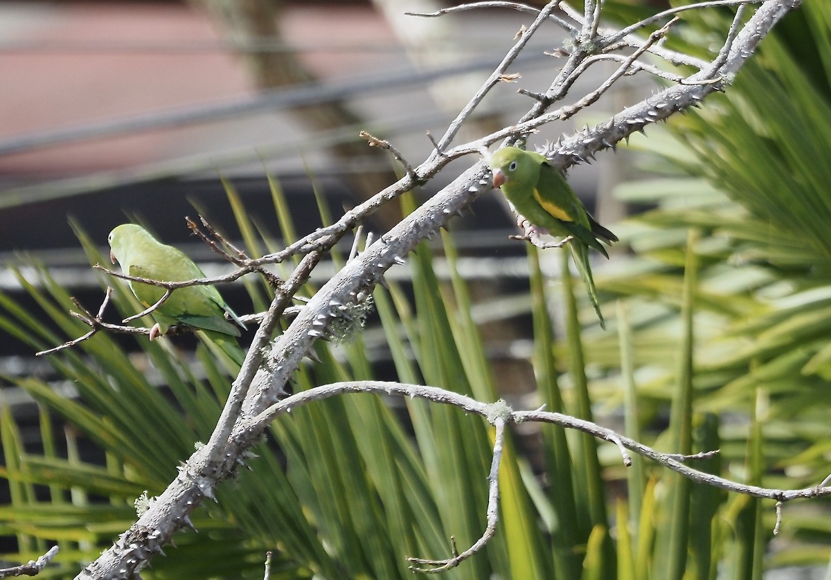 Yellow-chevroned Parakeet - ML611311197