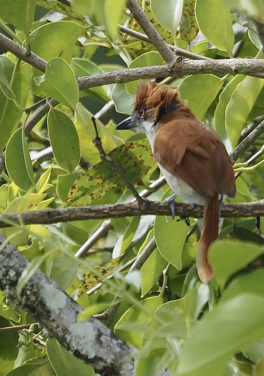 Great Antshrike - Suzette Stitely