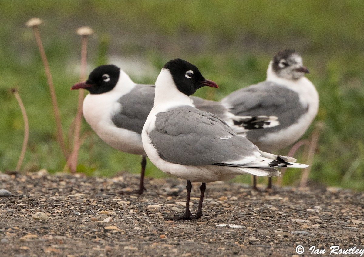 Franklin's Gull - ML61131121