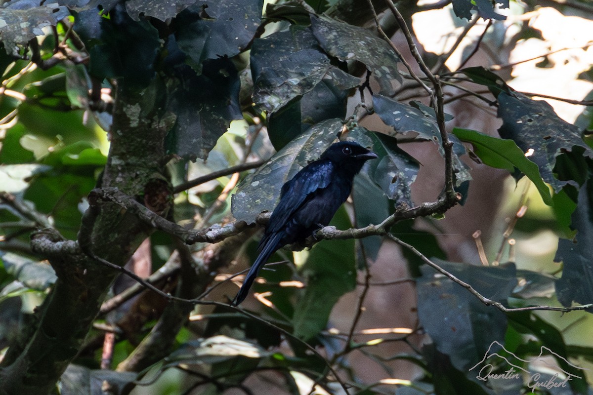 Shining Drongo - ML611311270