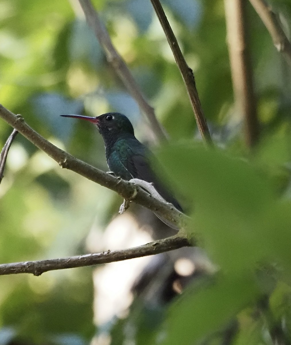 kolibřík lesklobřichý - ML611311306