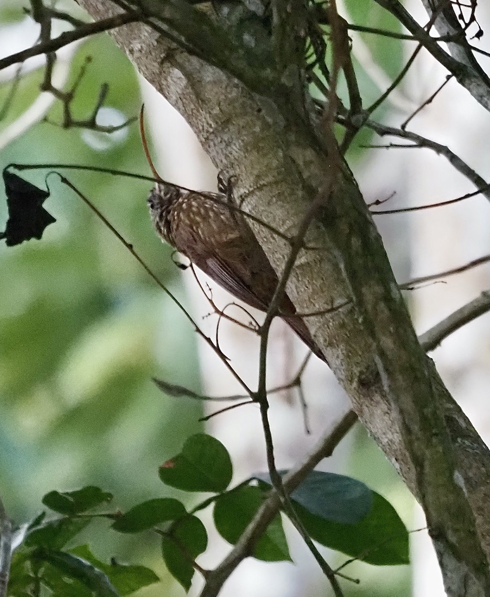 Red-billed Scythebill - ML611311336