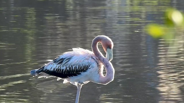 Amerika Flamingosu - ML611311456