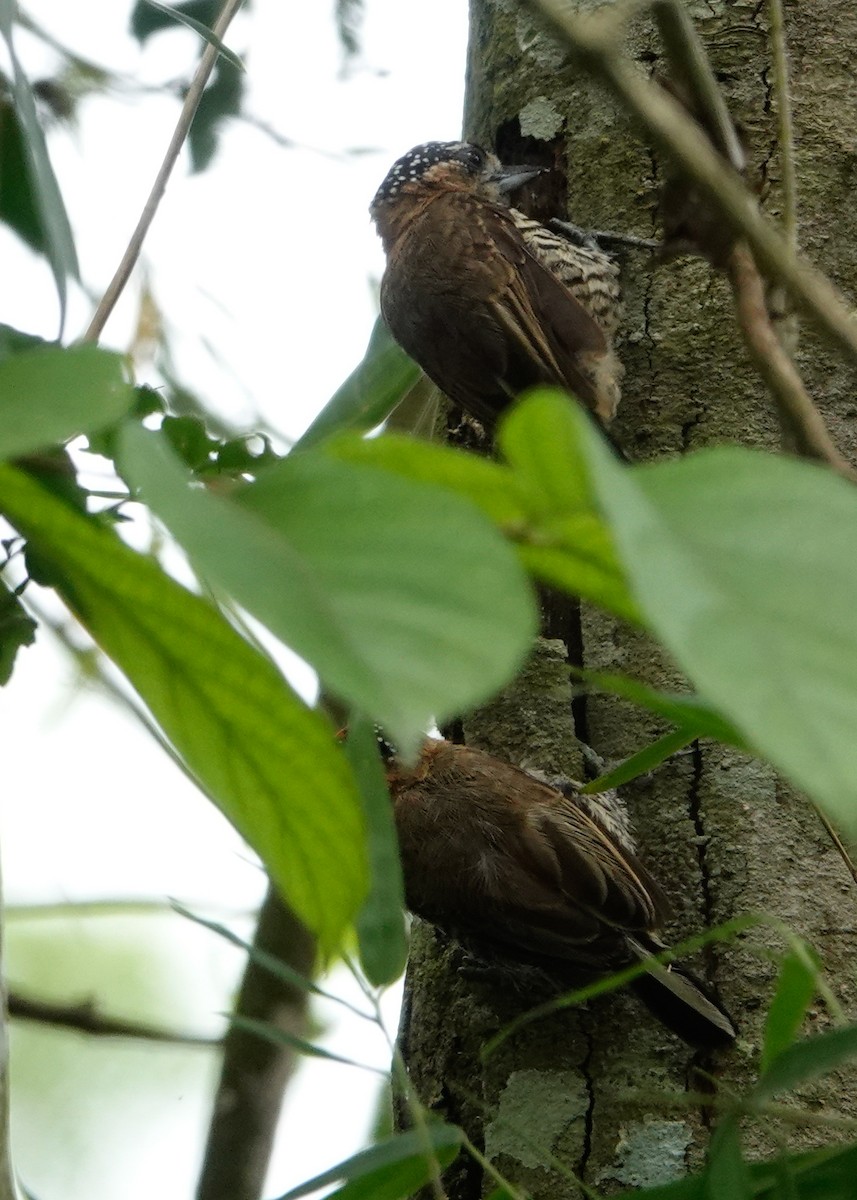 Ochre-collared Piculet - ML611311468