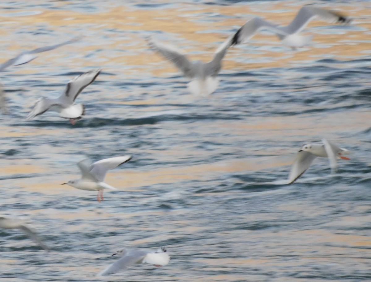 Bonaparte's Gull - Mary-Lane Baker