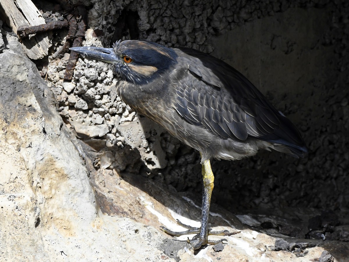 Yellow-crowned Night Heron (Galapagos) - ML611311508