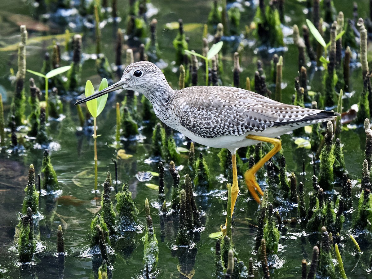 Greater Yellowlegs - ML611311585