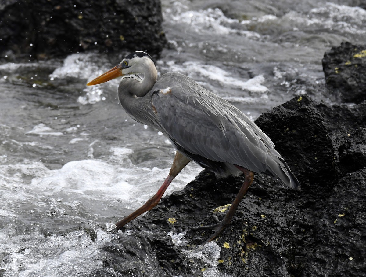 Great Blue Heron (Great Blue) - ML611311597