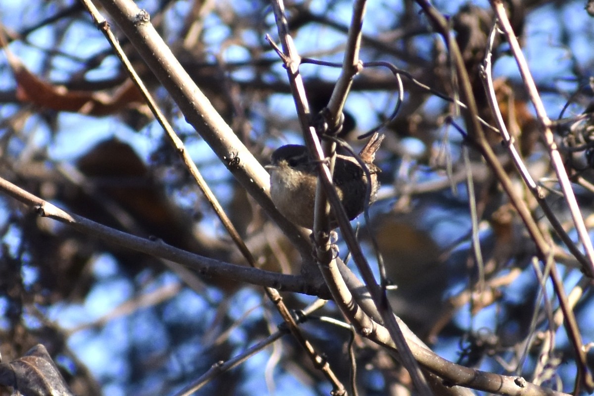 Winter Wren - ML611311612