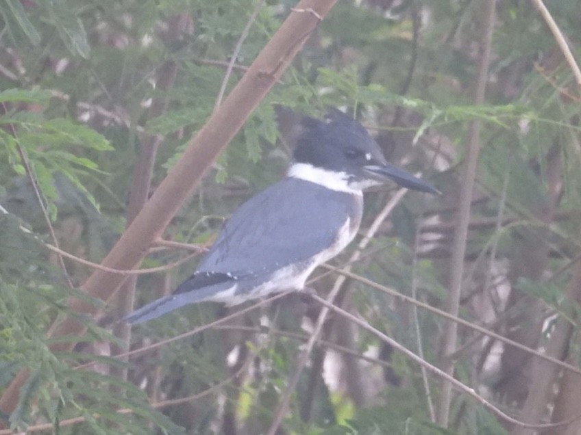 Belted Kingfisher - ML611311627