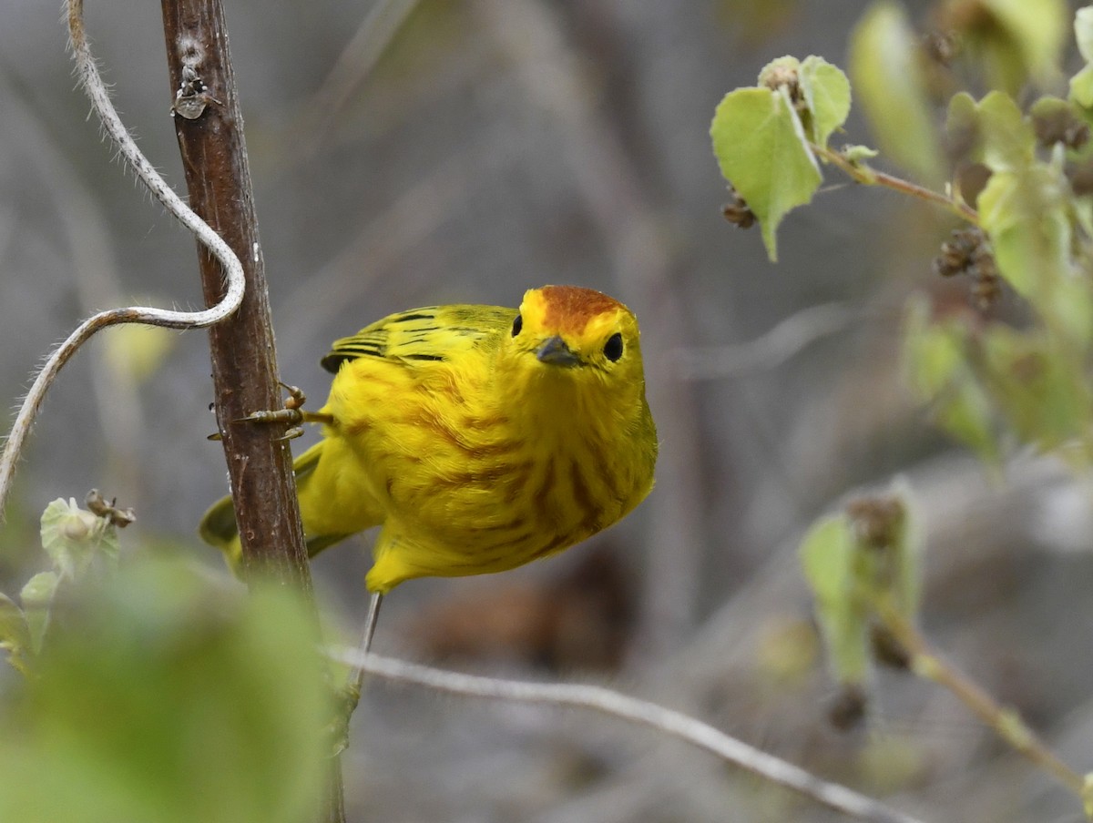 Yellow Warbler (Galapagos) - John Woodman