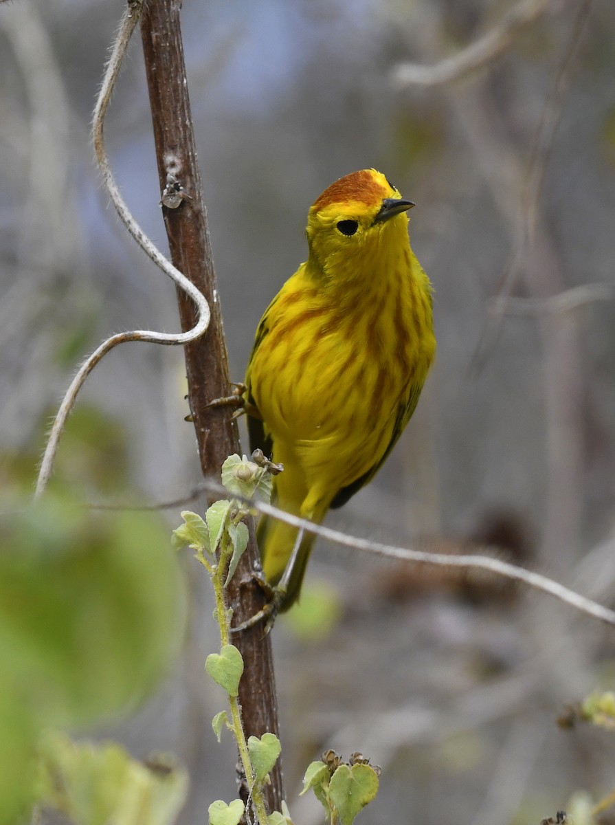 Yellow Warbler (Galapagos) - John Woodman