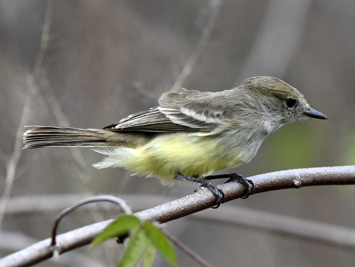 Galapagos Flycatcher - ML611311685