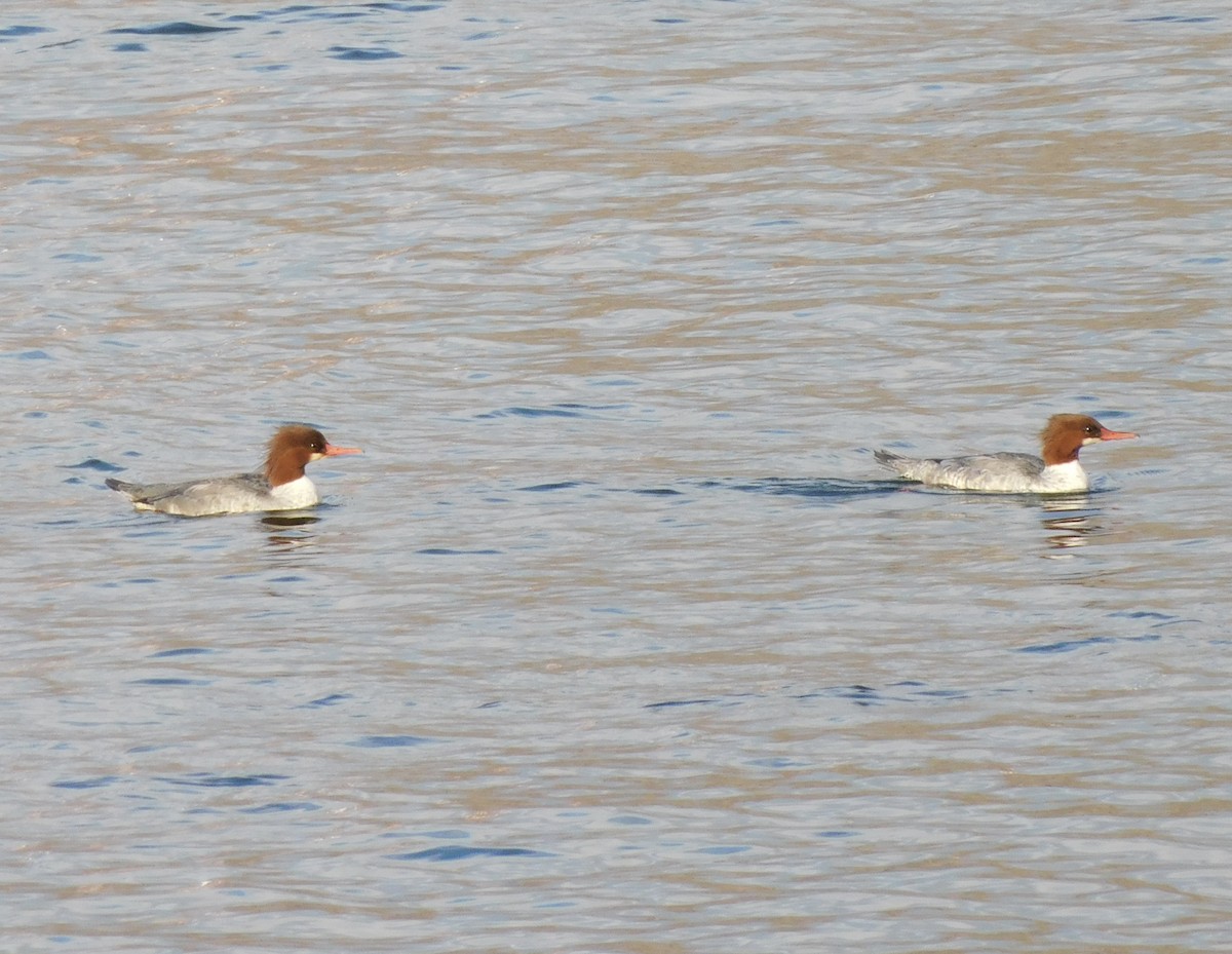 Common Merganser - ML611311687