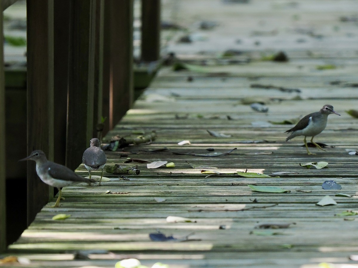 Spotted Sandpiper - ML611311758