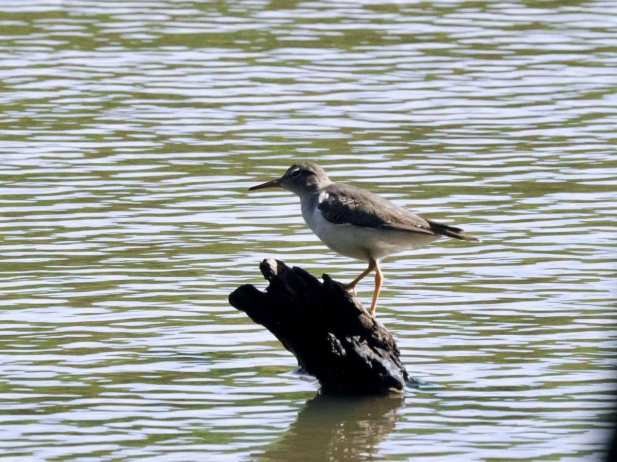 Spotted Sandpiper - ML611311767