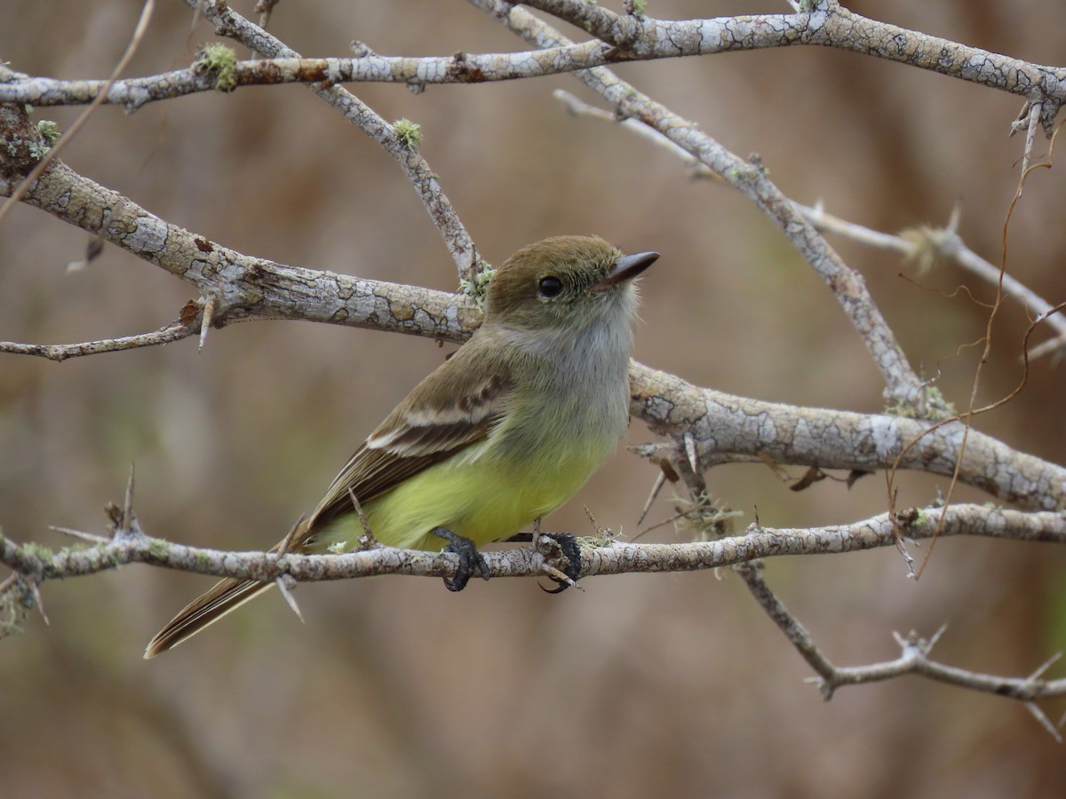 Galapagos Flycatcher - ML611311803