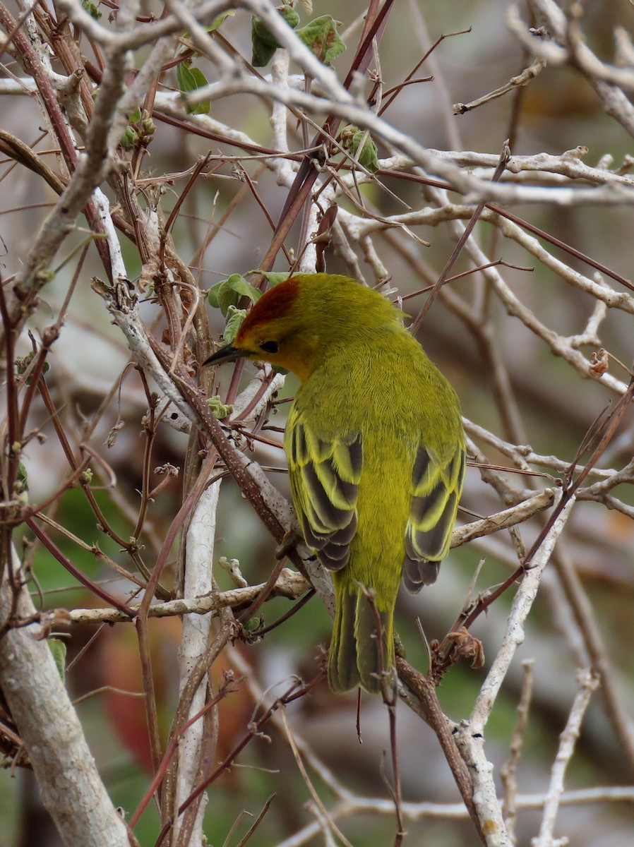 Yellow Warbler (Galapagos) - ML611311819