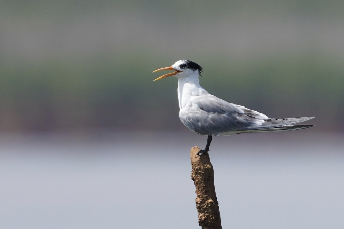 Lesser Crested Tern - ML611311843