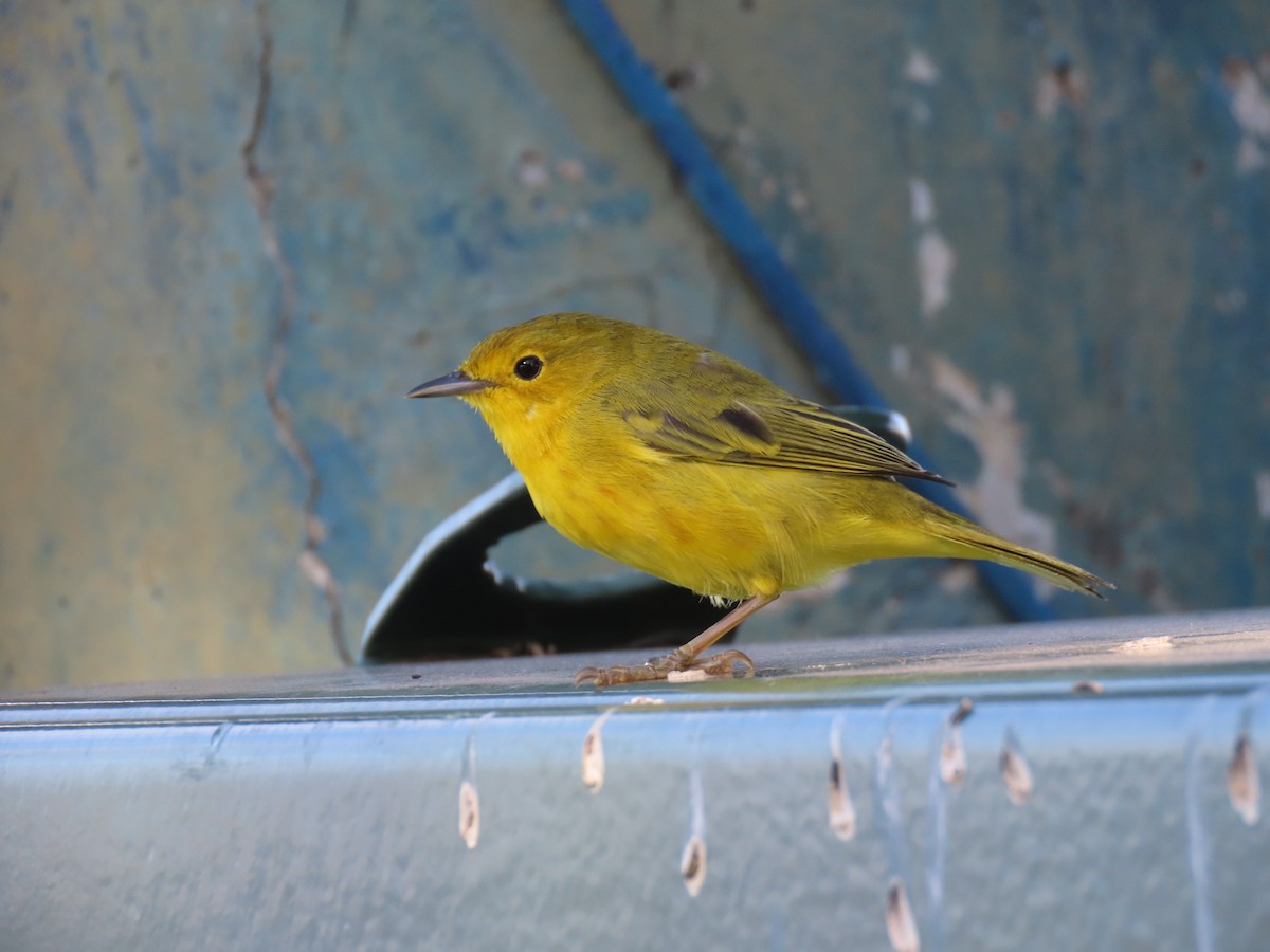 Yellow Warbler - ML611311884