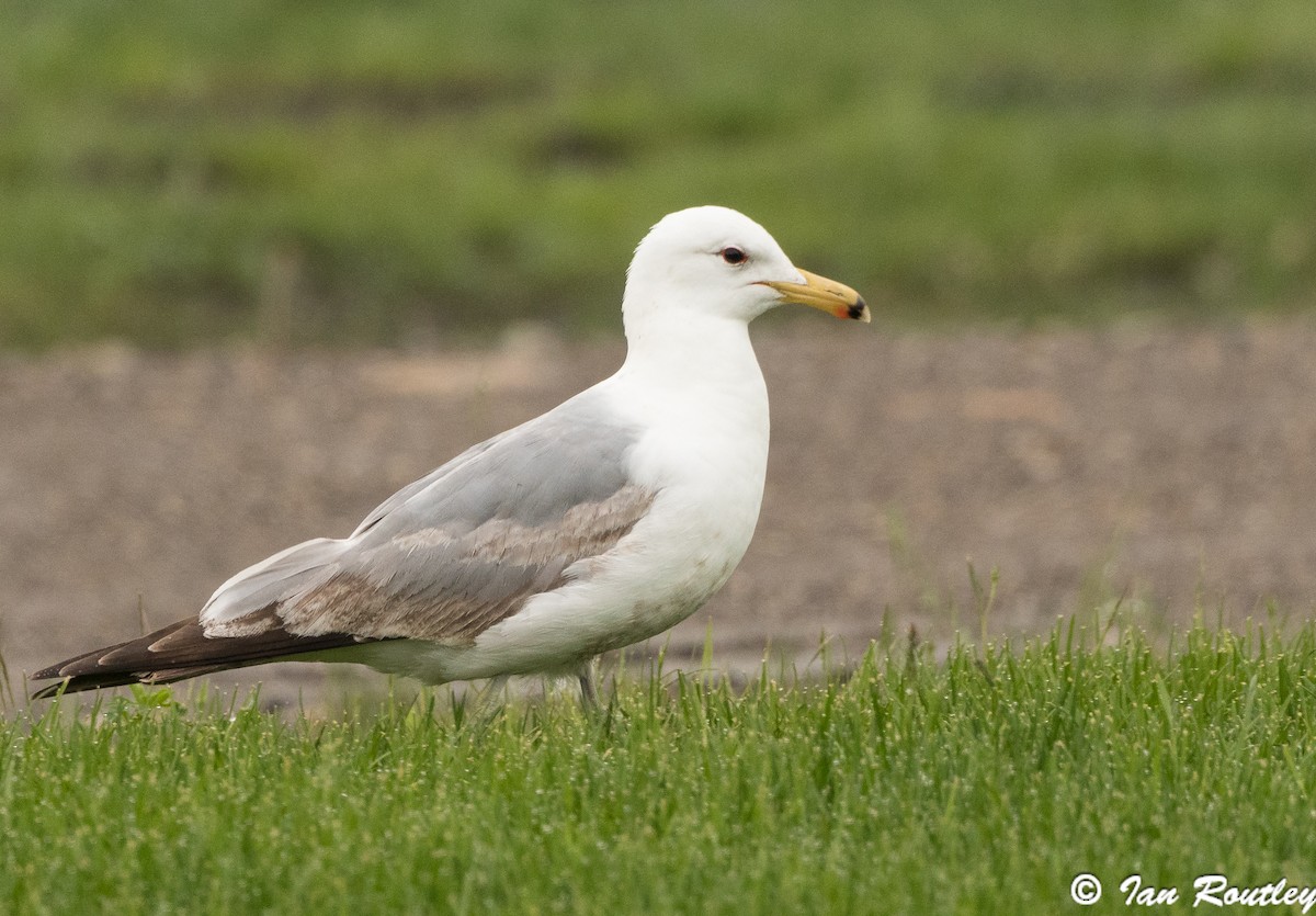 California Gull - Ian Routley