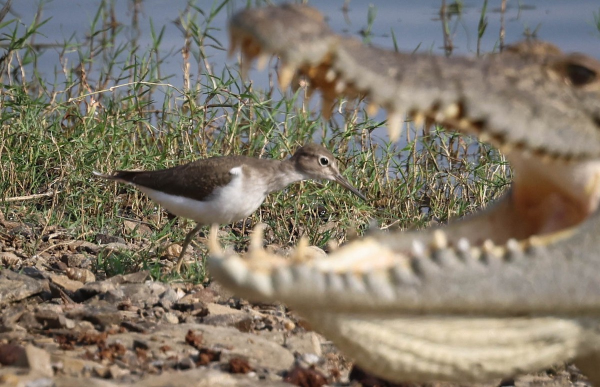 Common Sandpiper - Alan OHeron