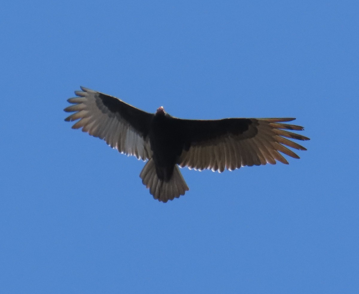 Turkey Vulture - ML611312012