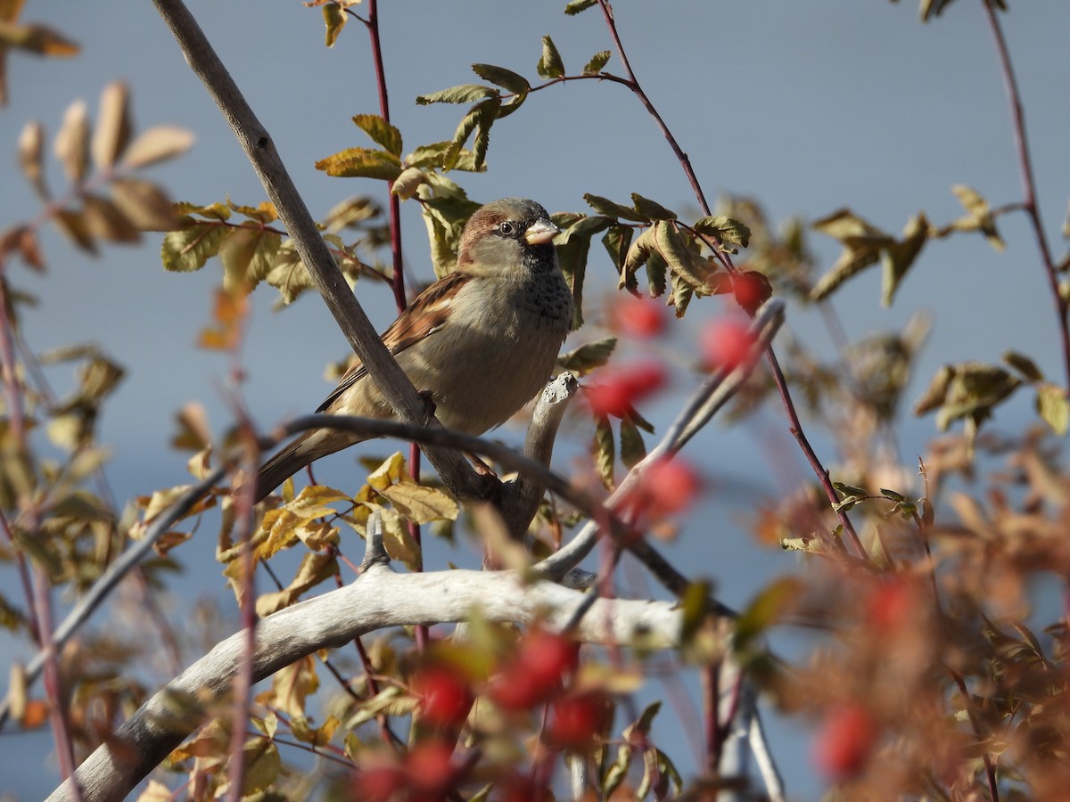 House Sparrow - ML611312076