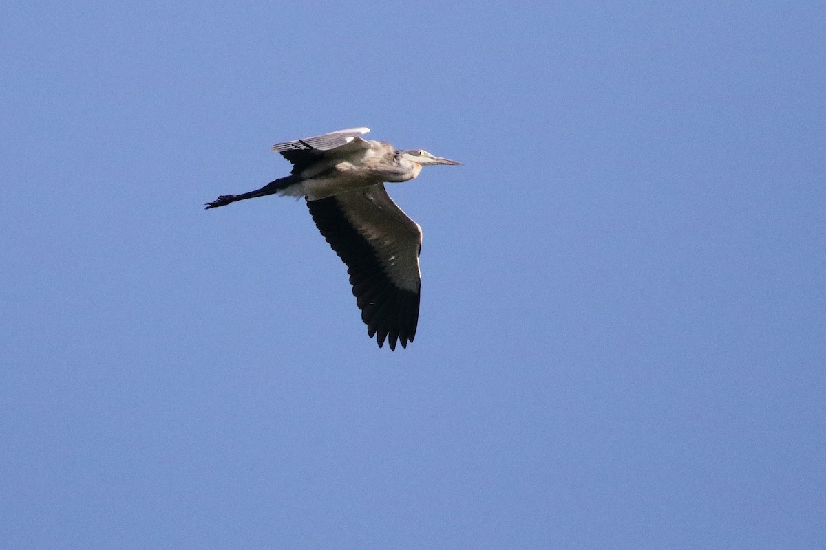 Black-headed Heron - ML611312082