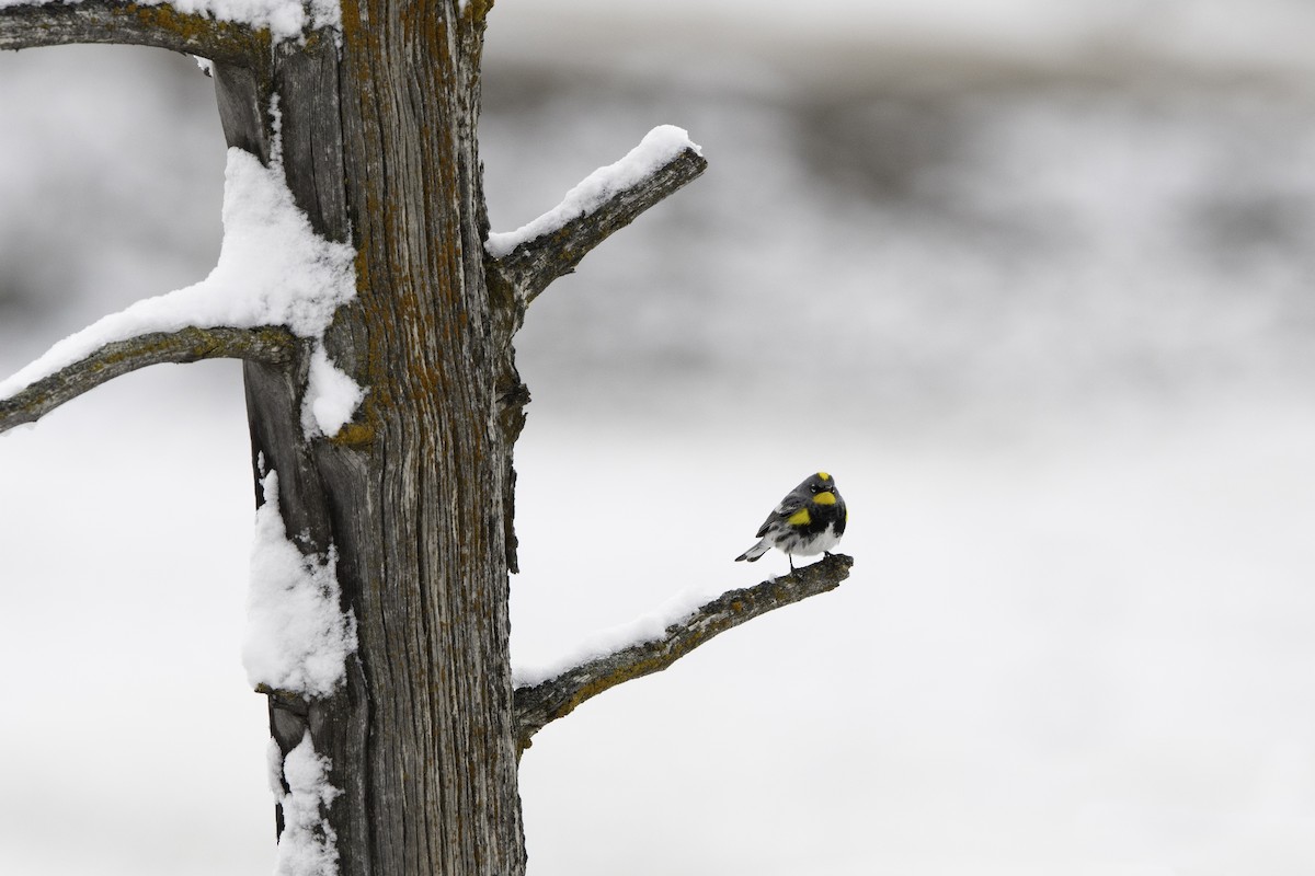 Yellow-rumped Warbler - ML611312085