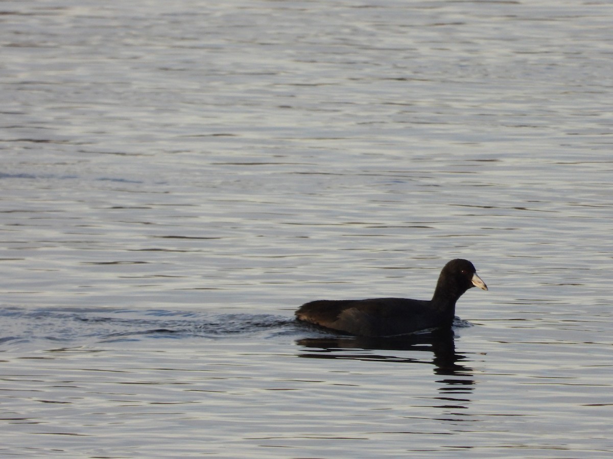 American Coot - ML611312156