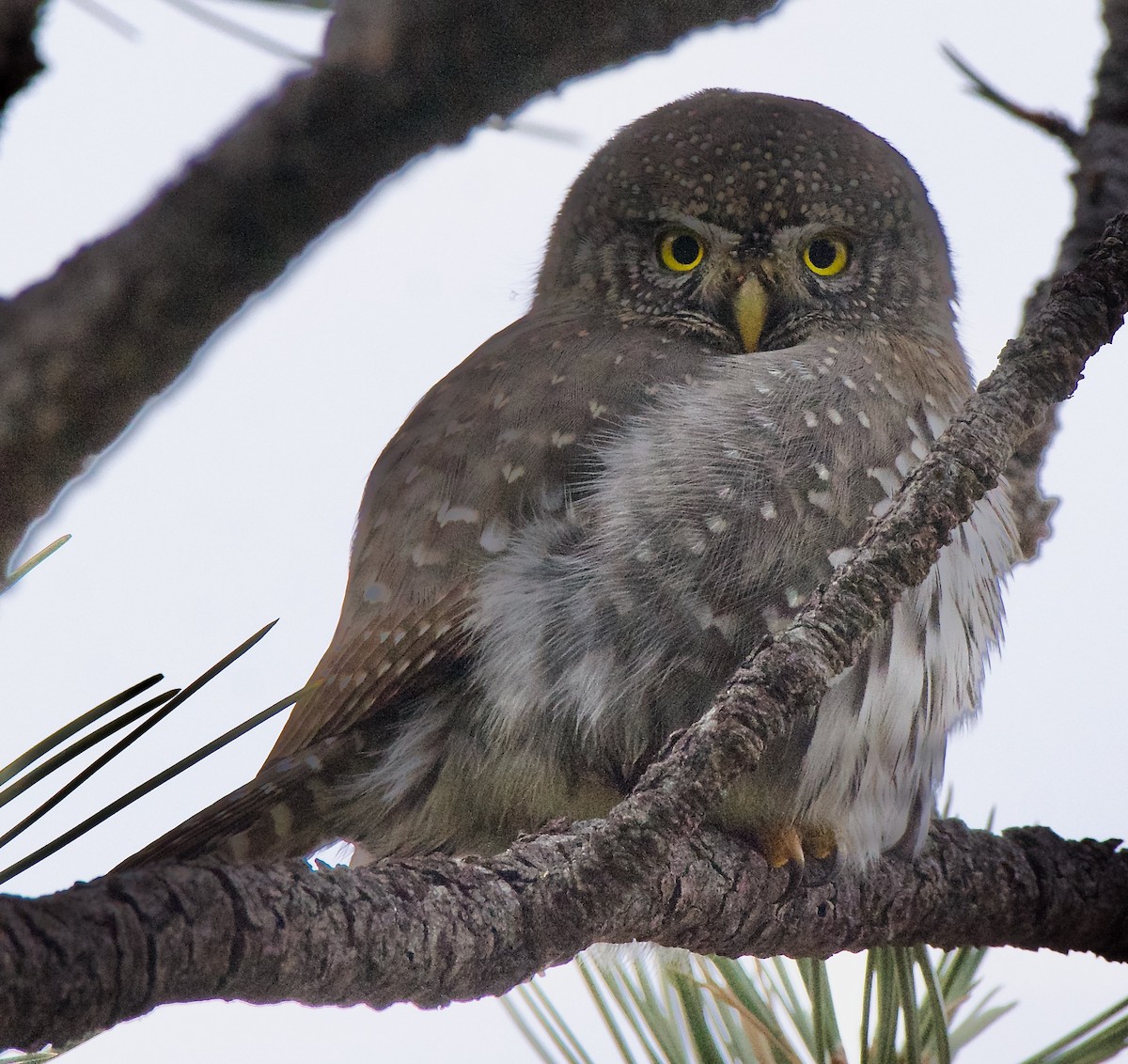 Northern Pygmy-Owl - ML611312170