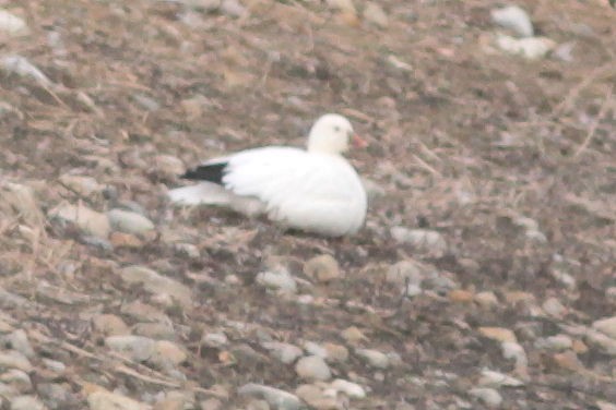 Ross's Goose - ML611312225