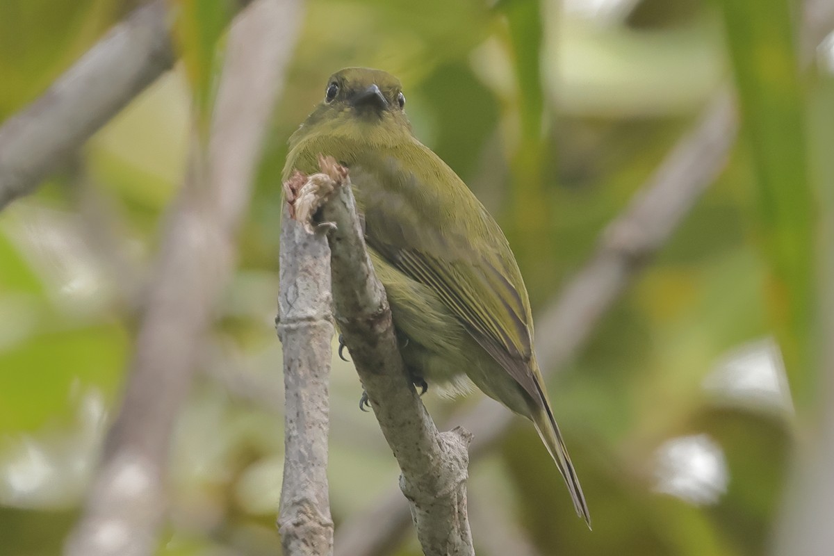 Zeytin Renkli Manakin - ML611312276