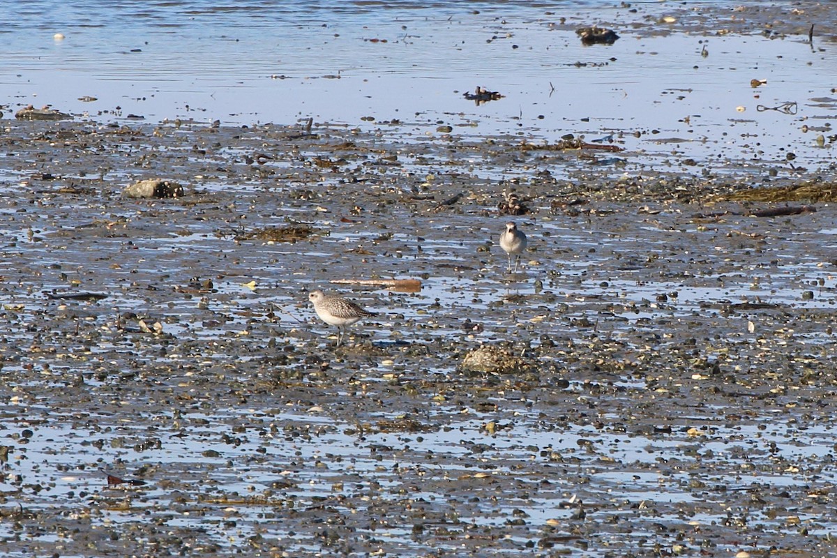 Black-bellied Plover - ML611312422