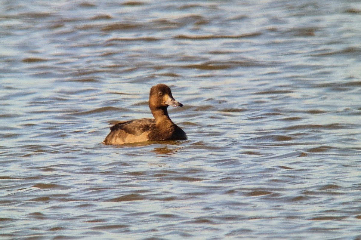 Tufted Duck - Jana Marco