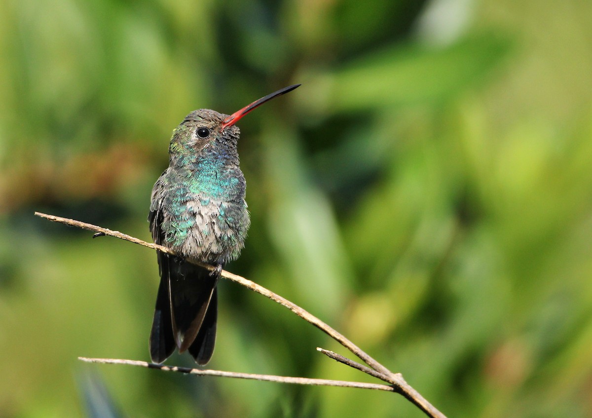 Broad-billed Hummingbird - ML611312488