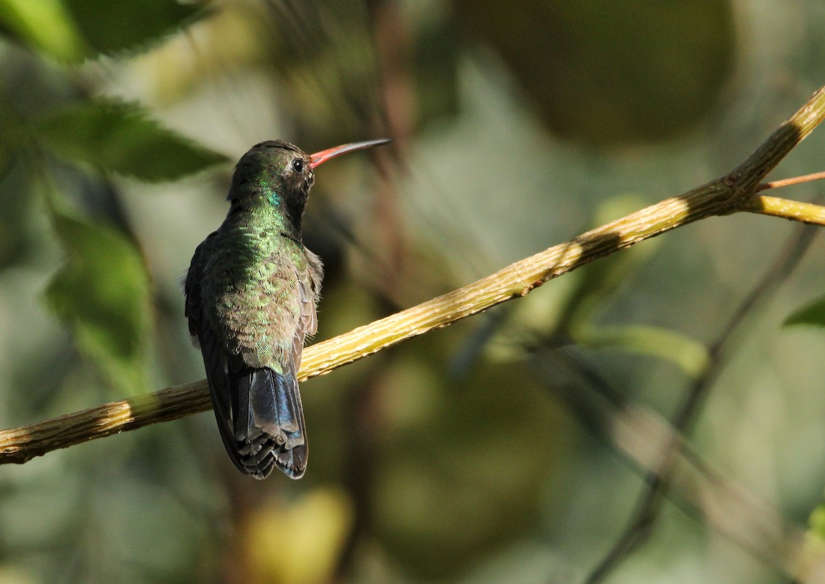 Broad-billed Hummingbird - ML611312491