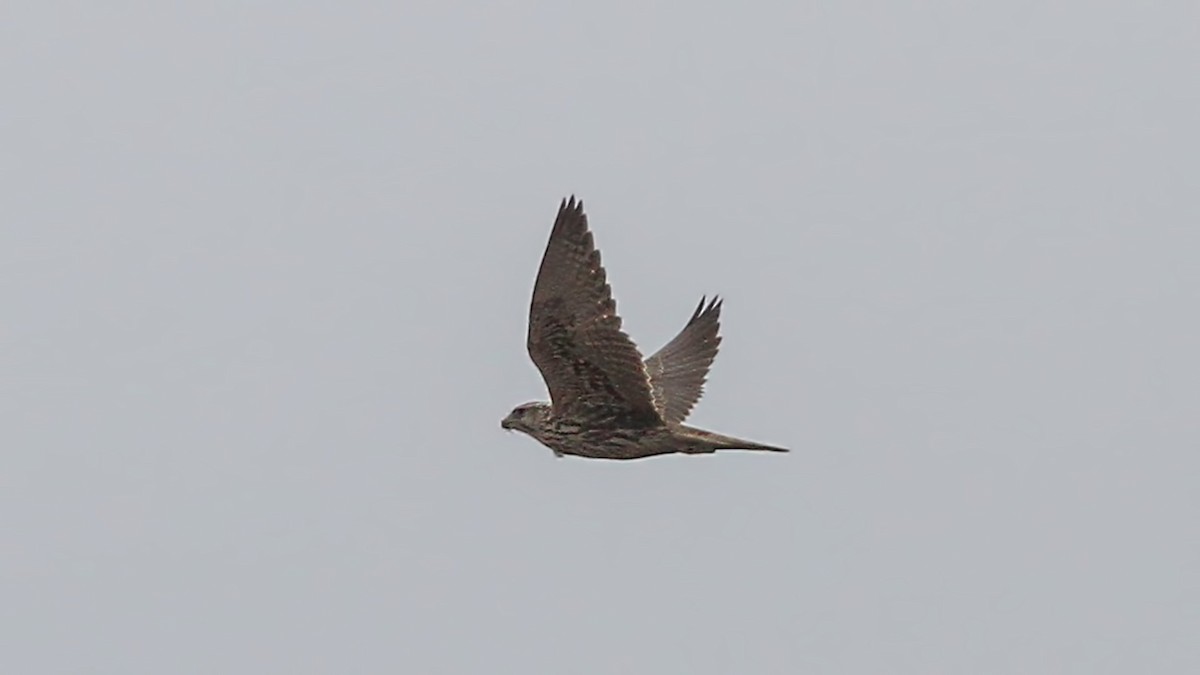 Saker Falcon - ML611312740