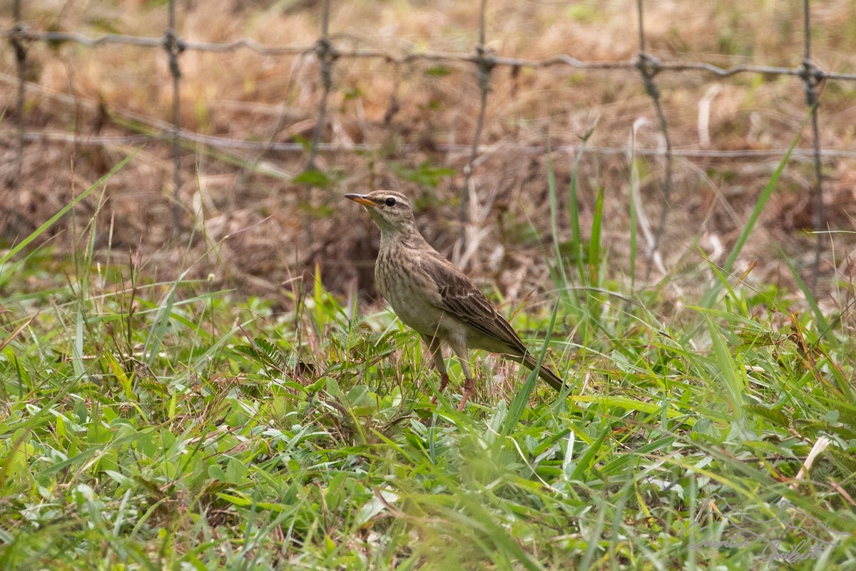 Pipit à longues pattes - ML611312790