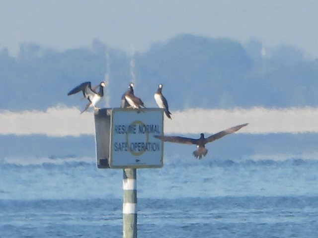 Brown Booby - Bob Lane