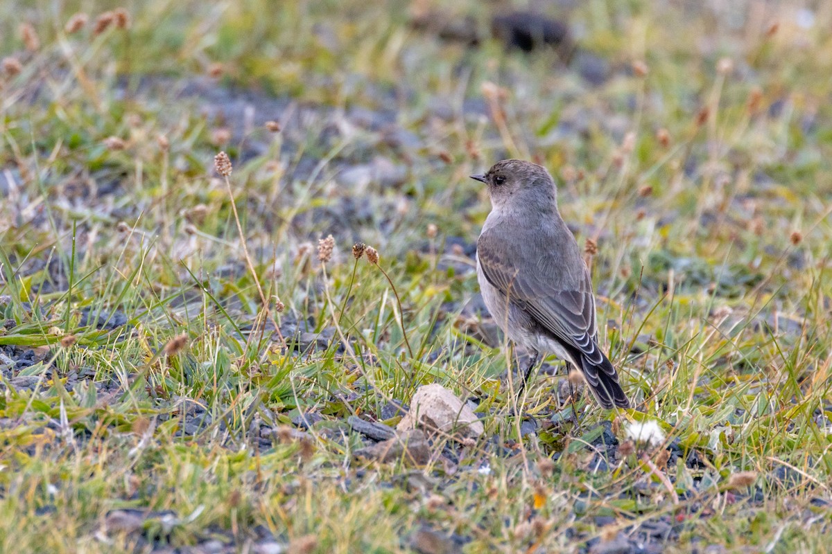 Dark-faced Ground-Tyrant - ML611312835