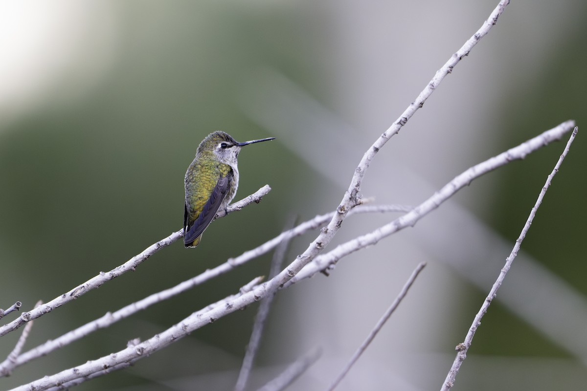 Anna's Hummingbird - ML611312845