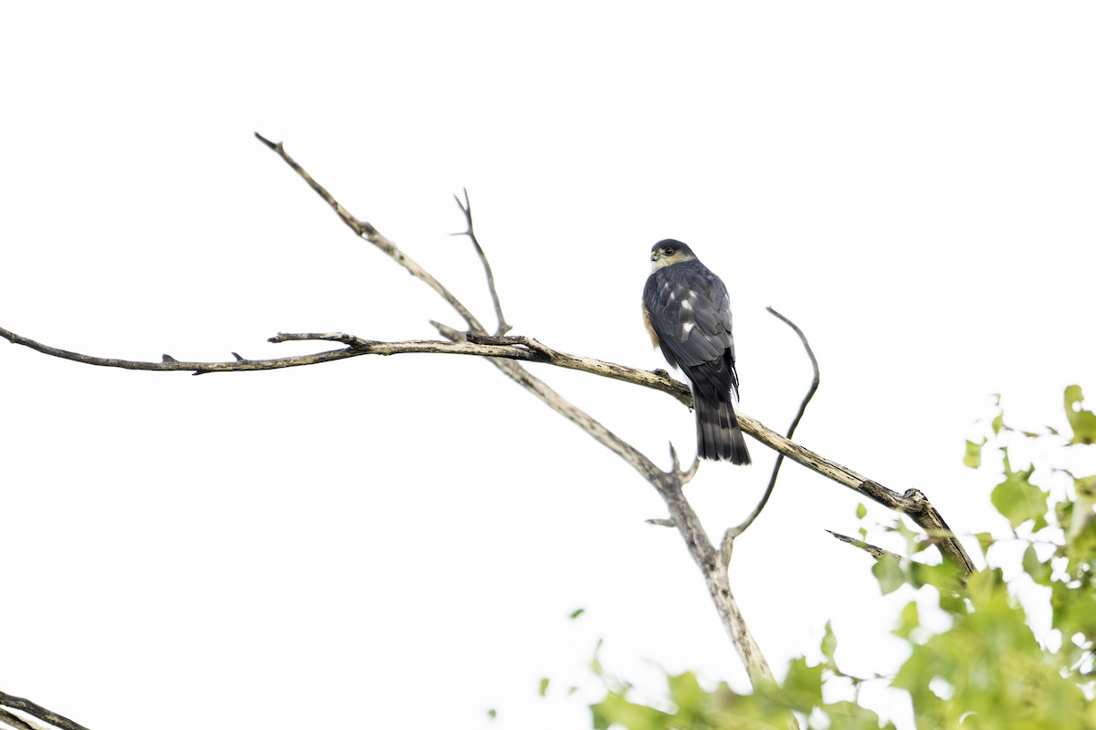 Sharp-shinned Hawk - ML611312849