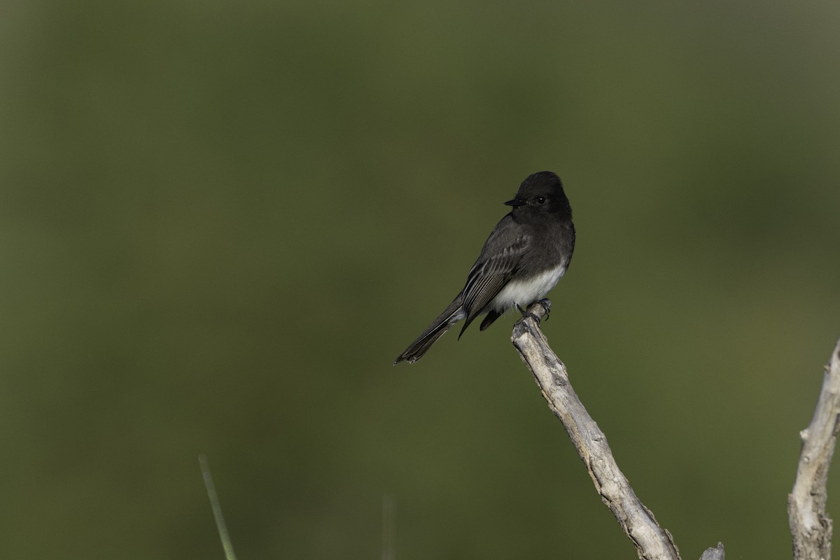 Black Phoebe - ML611312862