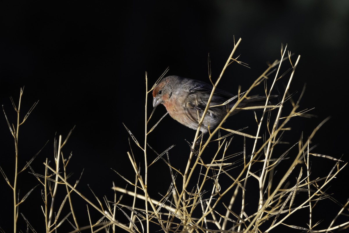 House Finch - ML611312900